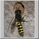 Ectemnius cavifrons oder ruficornis - Grabwespe serie02 m12.jpg